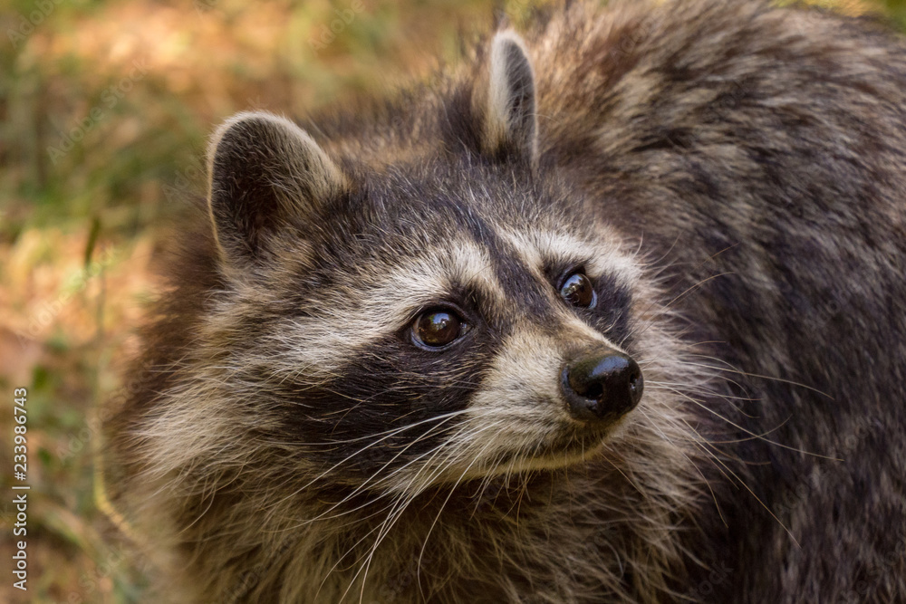 Tête d raton laveur, regard en haut