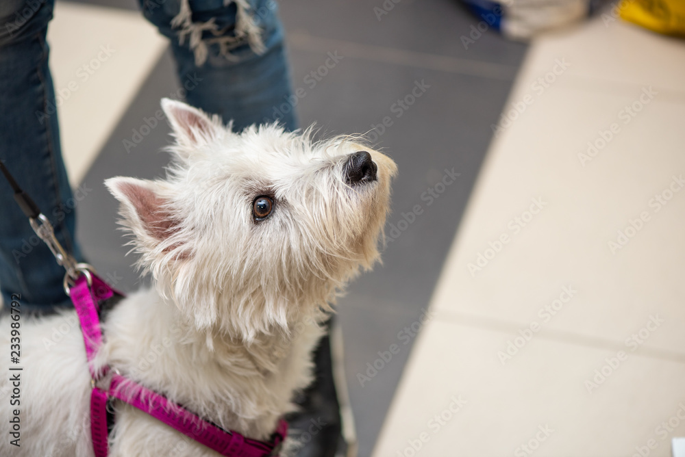 West highland white dog, on a leash, clear look West highland white dog, on a leash, clear look