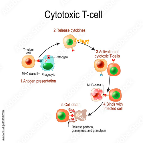 Cytotoxic T cell
