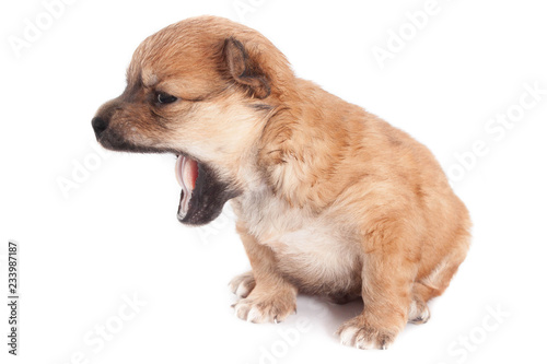 funny newborn purebred puppy yawns. isolated on white background.