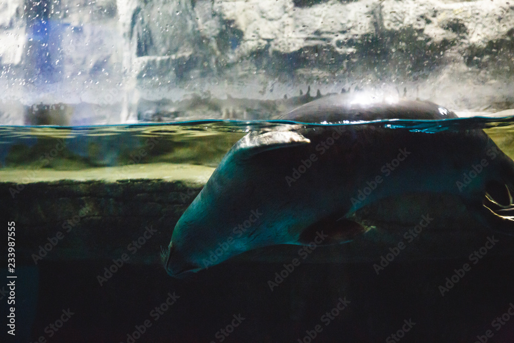 Fototapeta premium The seal dives under water in an oceanarium