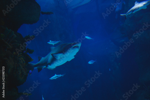 The big white shark in an oceanarium has shown the teeth © Semenova Jenny