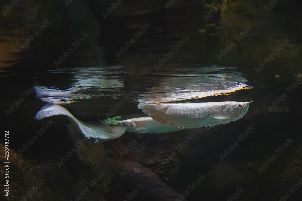 Fototapeta premium Long white fishes float, touching a water surface in a reservoir.