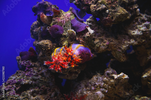 Exotic fishes swim among beautiful corals in an oceanarium