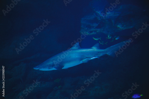 The big white shark swims in the open ocean © Semenova Jenny