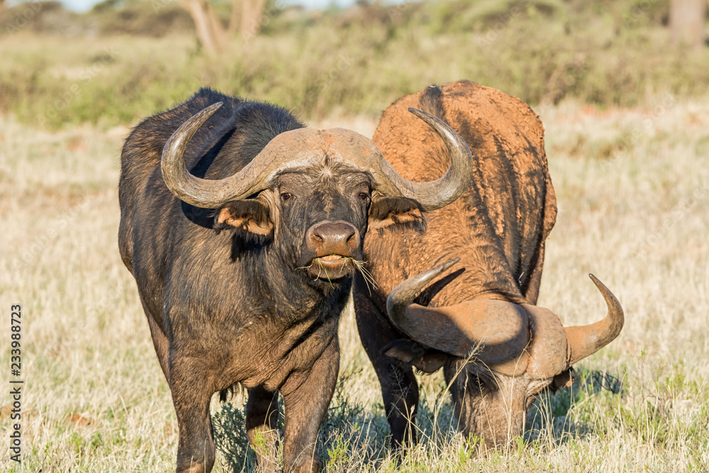 Obraz premium Cape Buffalo Bull