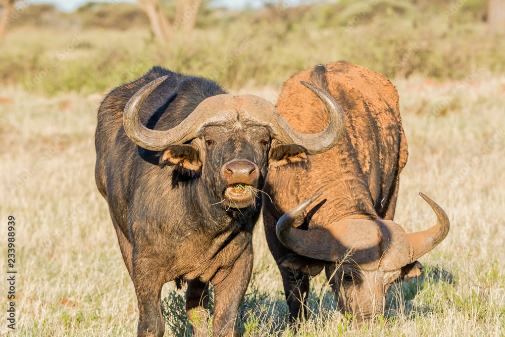 Obraz premium Cape Buffalo Bull