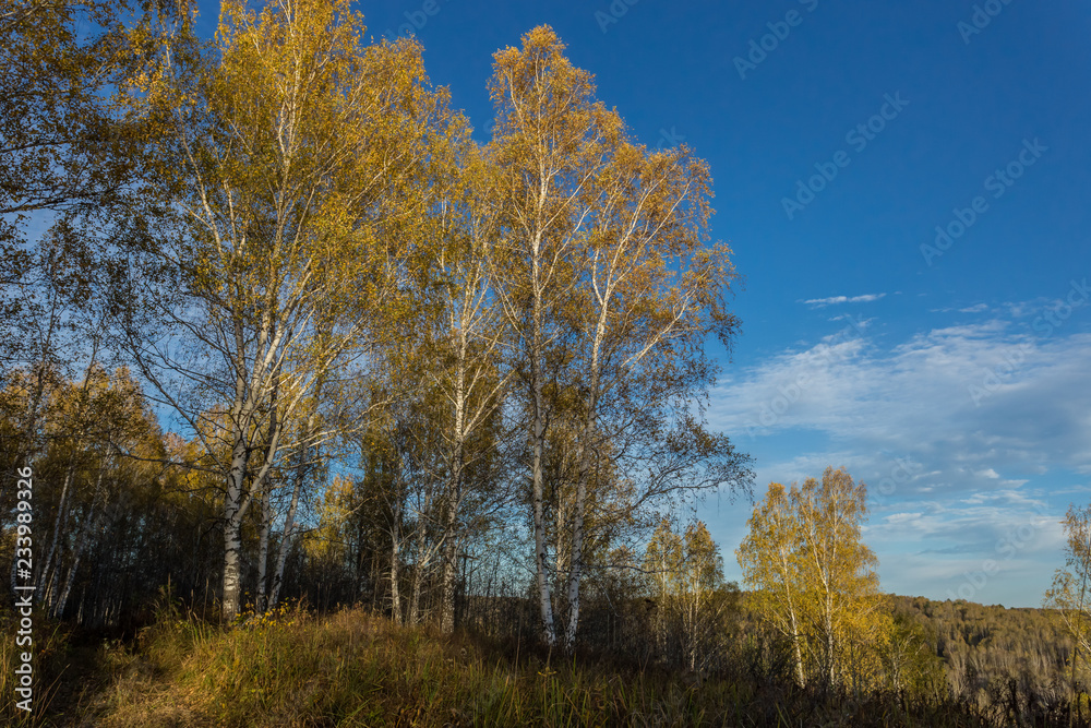 Yellowed birch against a blue sky. The change of seasons in Russia. The colors of the Siberian forest in late autumn.