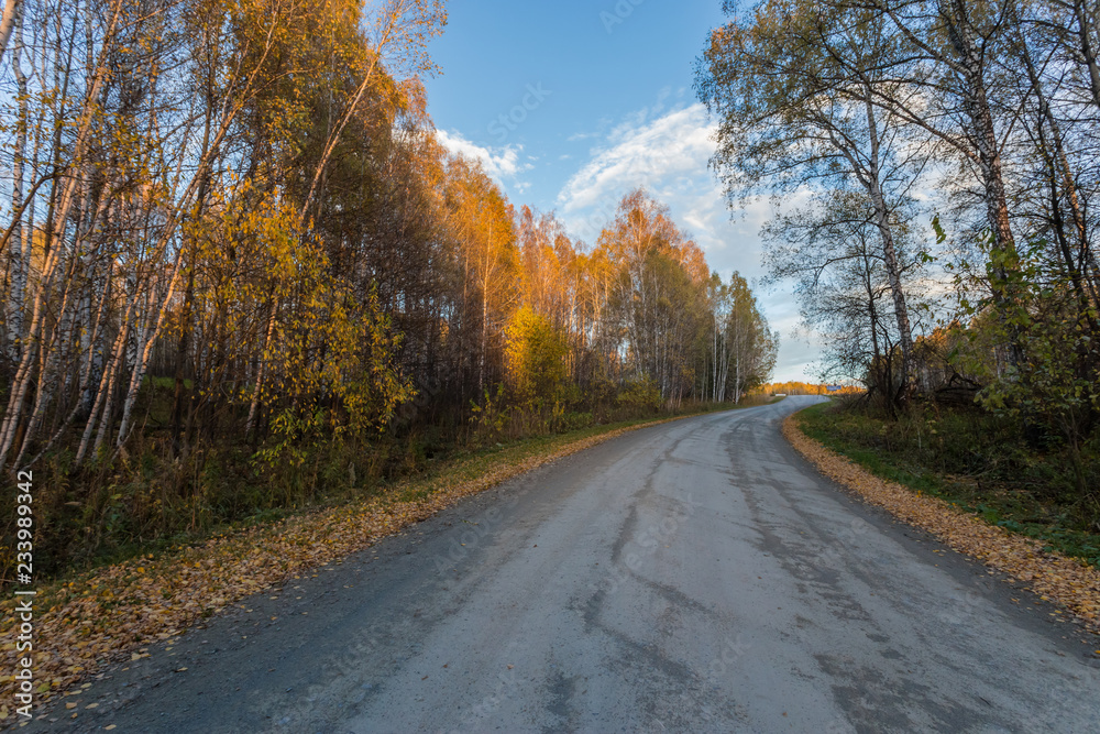 The road through the autumn forest. The change of seasons in the Siberian forest. Way back home.