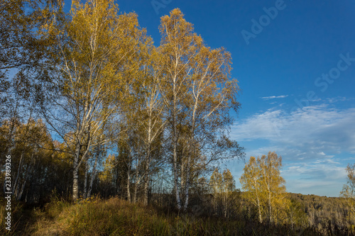 Yellowed birch against a blue sky. The change of seasons in Russia. The colors of the Siberian forest in late autumn.