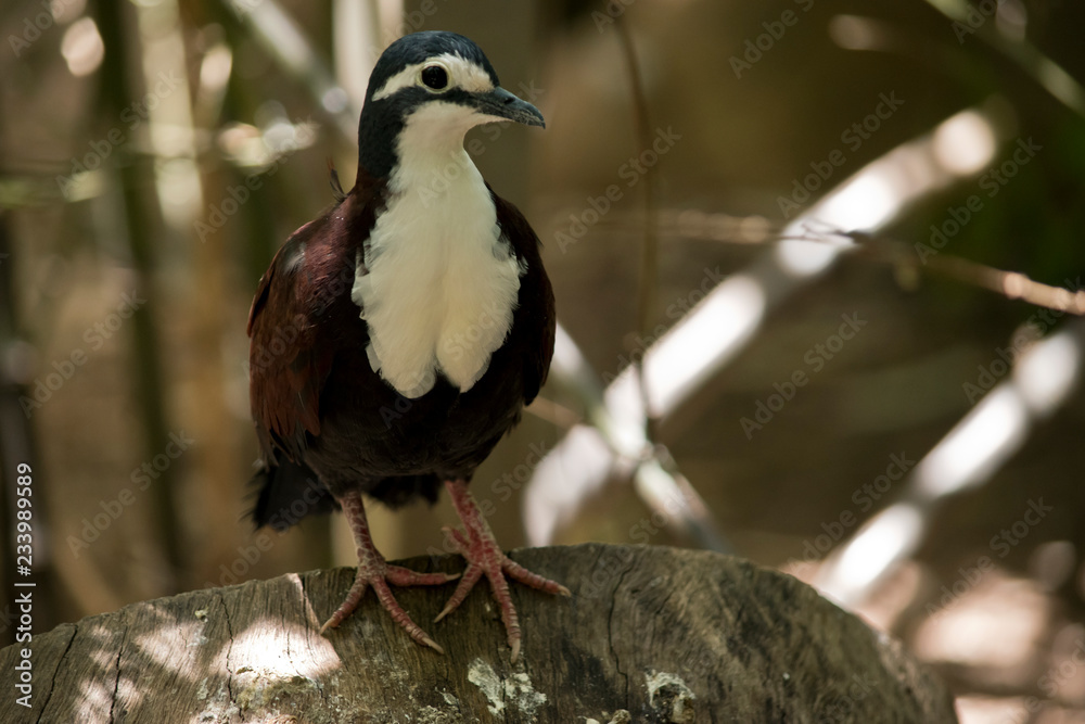 New Guinea ground dove New Guinea ground dove