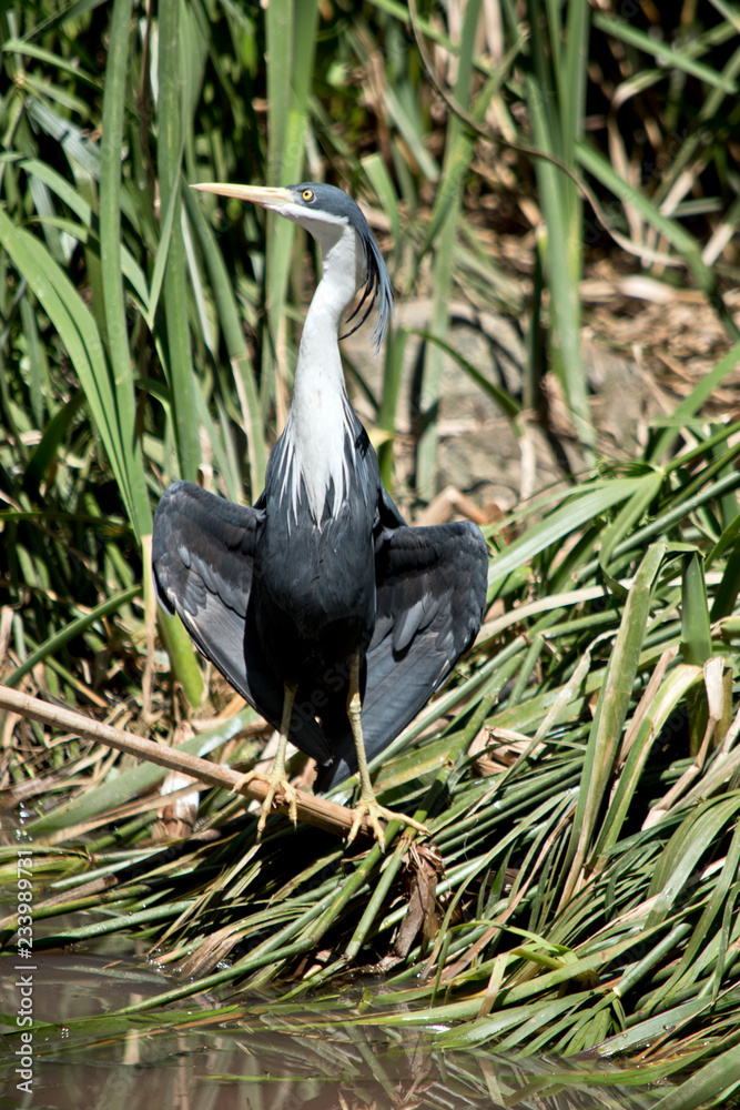 Fototapeta premium pied heron