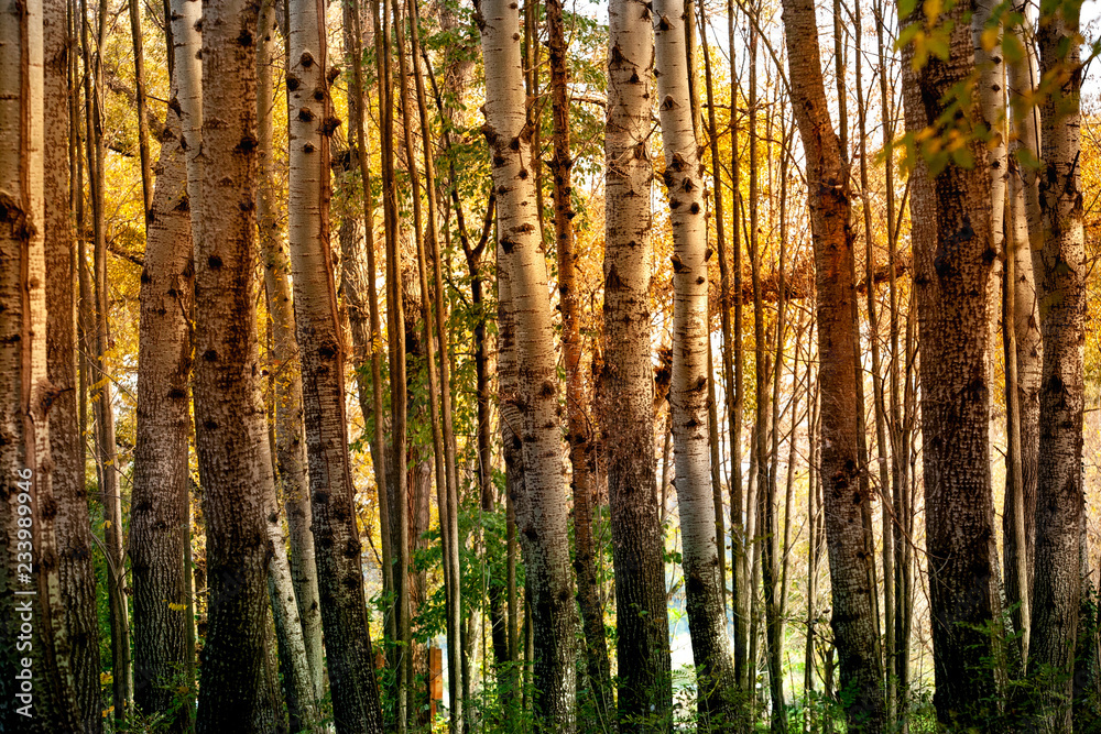 Forest trees