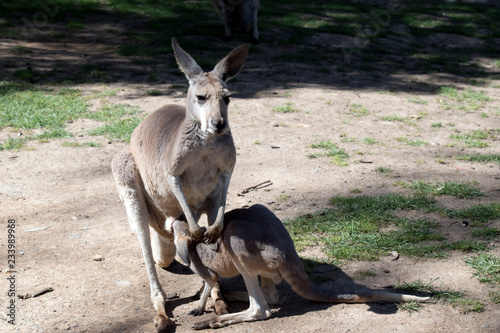 red kangaroo with her joey