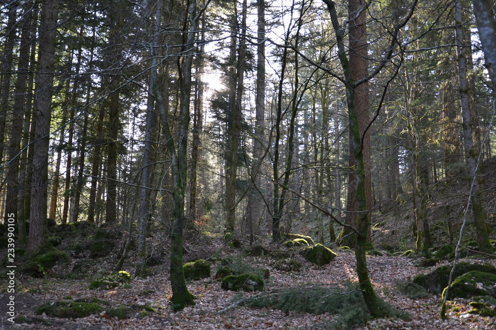 Fototapeta premium Лучи вечернего солнца освещают деревья леса Тэй в Шотландии
