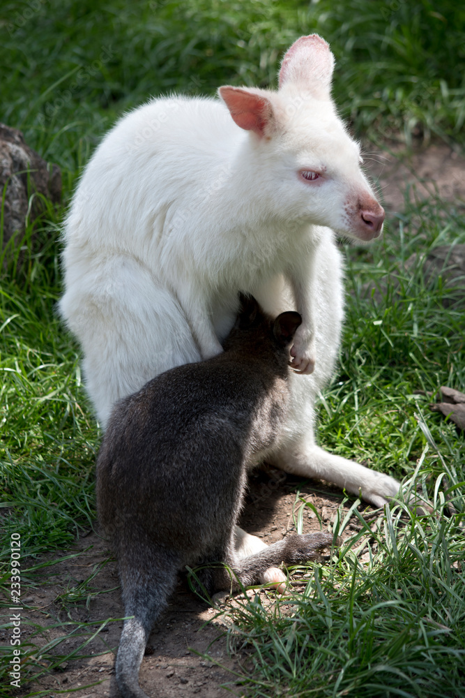 Obraz premium An albino red necked wallaby with her joey