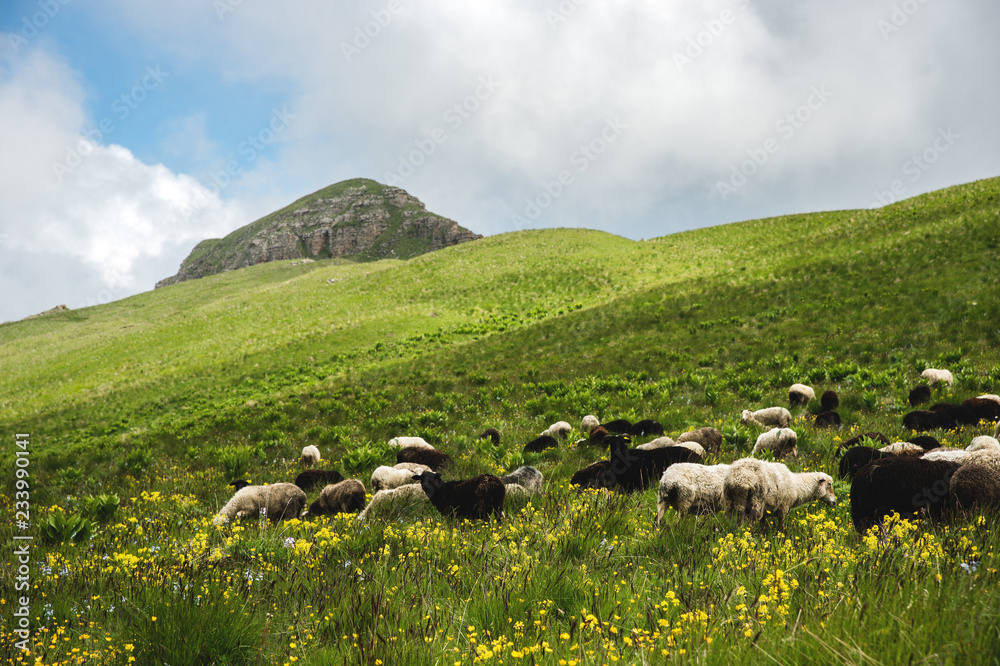 A flock of sheep and rams grazing in the green mountain meadows of the North Caucasus