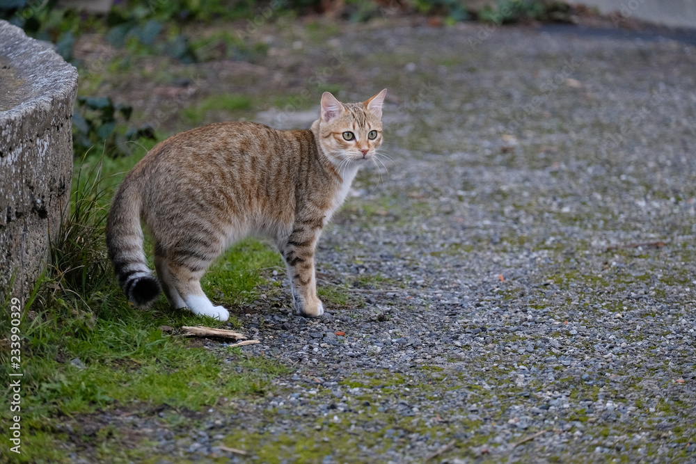 Chat tigré dans un jardin, position de méfiance, profil Chat tigré dans un jardin, position de méfiance, profil