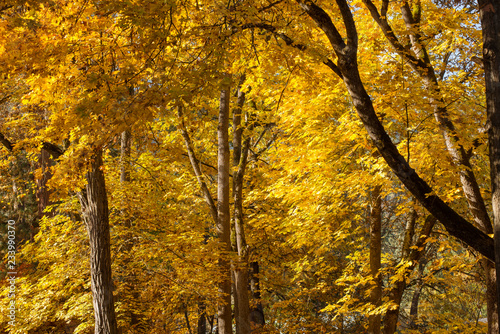 Autumn scene, trees in Yellow Fall colors