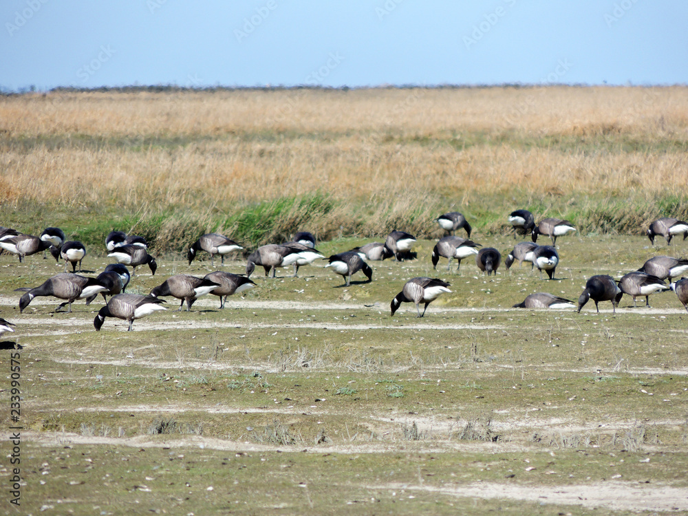Black geese colony, Branta bernicla, on North Sea in spring Black geese colony, Branta bernicla, on North Sea in spring