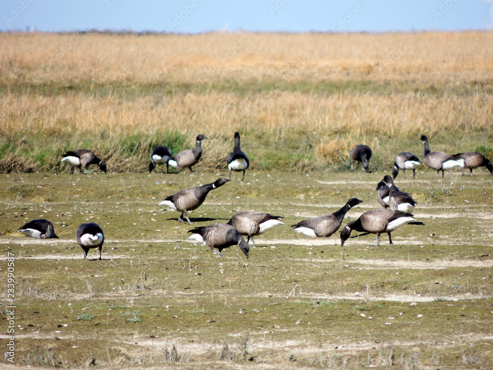 Black geese colony, Branta bernicla, on North Sea in spring Black geese colony, Branta bernicla, on North Sea in spring