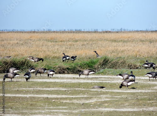 Black geese colony, Branta bernicla, on North Sea in spring © Zanoza-Ru