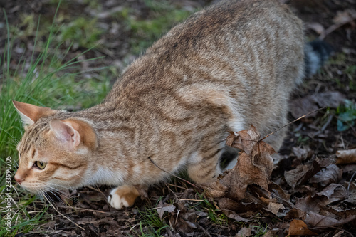 Chat Tigre En Position De Chasseur Pret A Sauter Sur Sa Proie Stock Photo Adobe Stock Chat Tigre En Position De Chasseur Pret A Sauter Sur Sa Proie Stock Photo Adobe Stock