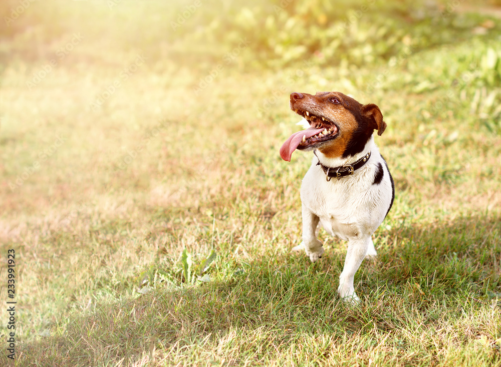 Jack Russell puppy dog is running towards on green grass on sunny day Jack Russell puppy dog is running towards on green grass on sunny day