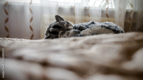 Gray Striped purebred cat on the bed