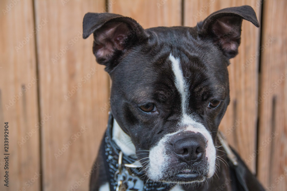 portrait of a terrier