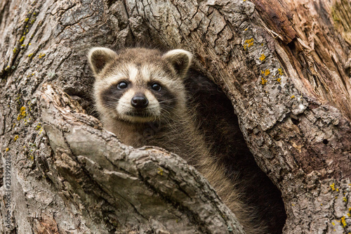 Raccoon Kits Peering out from their tree home in Minnesota