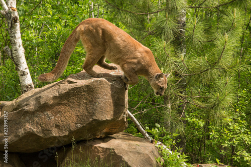 Mountain Lion also called a Cougar in Minnesota