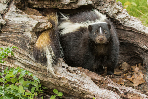 Skunks in Minnesota