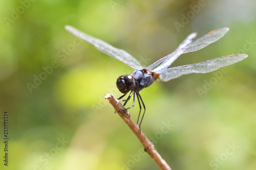 dragonfly on branch / black insects dragonfly resting tree beautiful nature green background - Macro dragonfly on nature