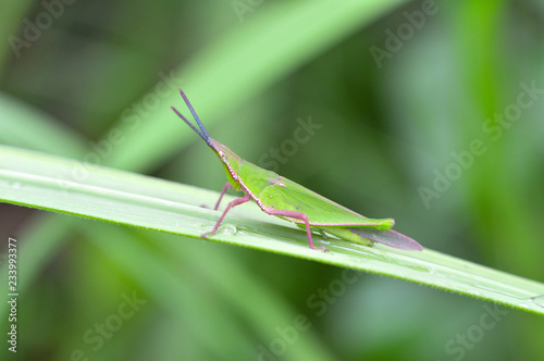 Green grasshopper on leaf / little grasshopper field on green plant nature blur background 