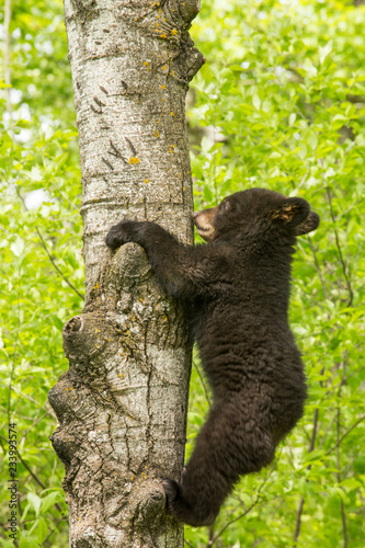 Black bears in Minnesota