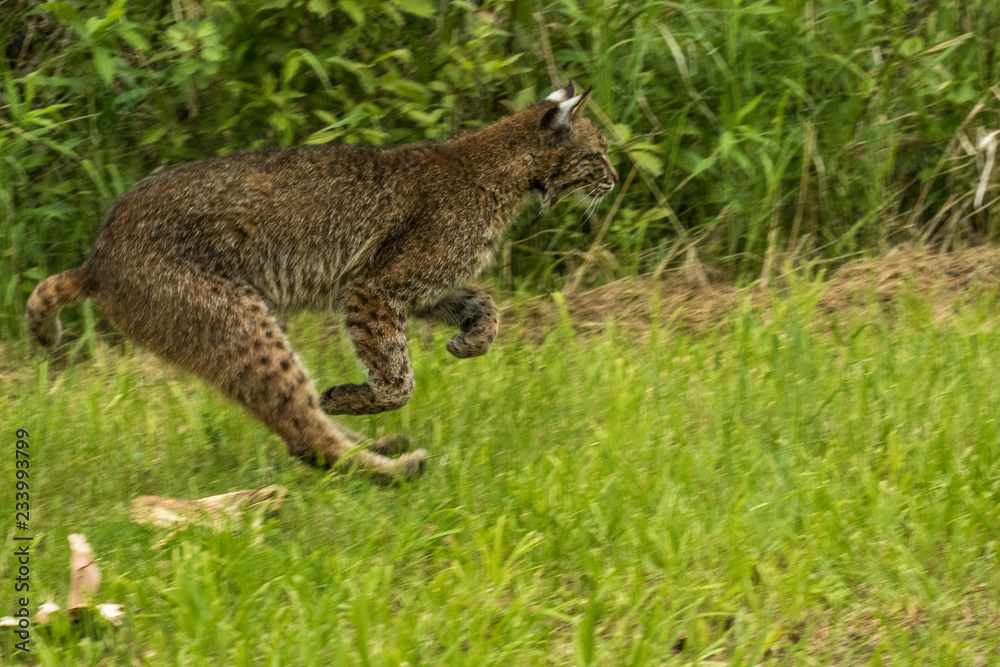 Obraz premium Bobcat In Minnesota