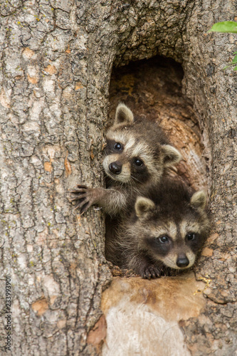 Raccoon Kits Peering out from their tree home in Minnesota