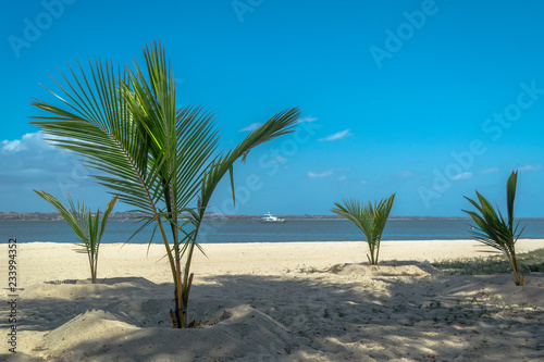Fototapeta Naklejka Na Ścianę i Meble -  View of palm trees on beach, and boats on water, on the island of Mussulo, Luanda, Angola