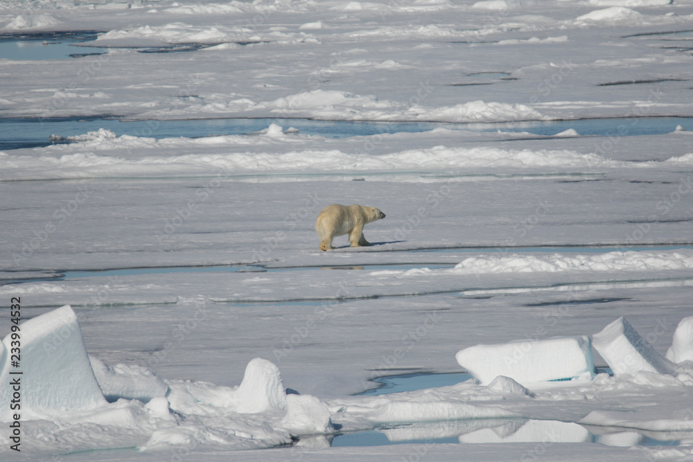 Polar Bear hunting in the ARCTIC Polar Bear hunting in the ARCTIC
