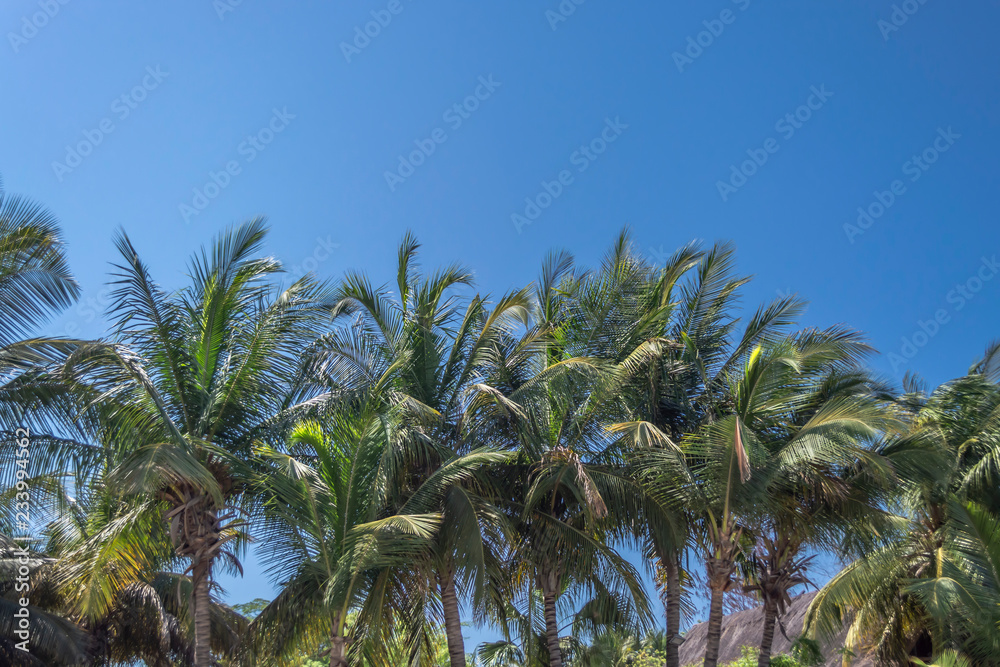View at palm trees on the island of Mussulo, Luanda, Angola