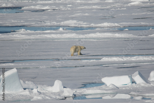 Polar Bear hunting in the ARCTIC © Nicki