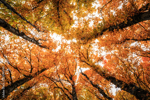 arbre
