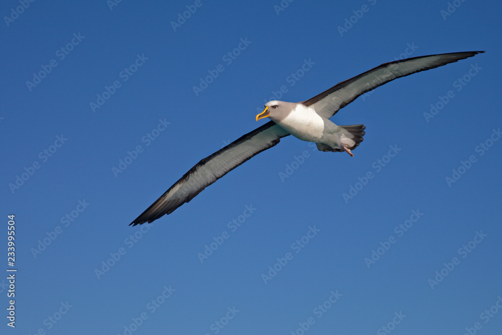 Buller's Albatross, Kaikoura coast, New Zealand Buller's Albatross, Kaikoura coast, New Zealand