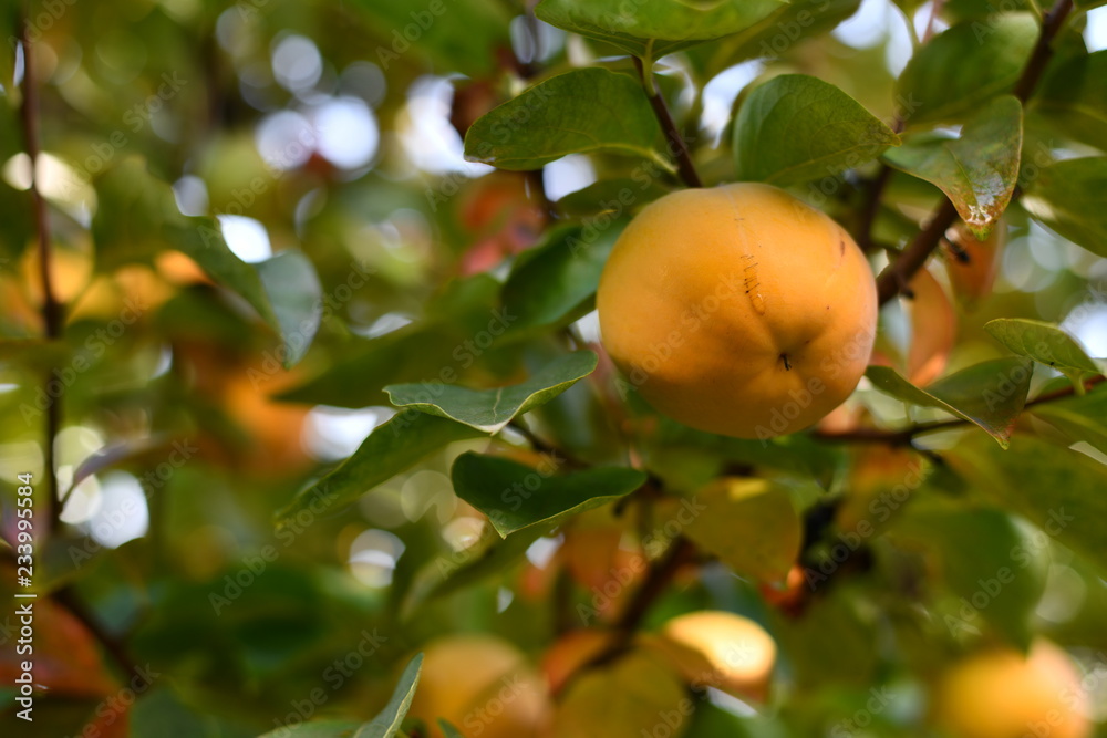 Persimmon has not yet ripened on a green tree Persimmon has not yet ripened on a green tree