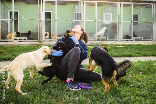 Sticker Young woman in dog shelter playing with dogs an choosing which one to adobt