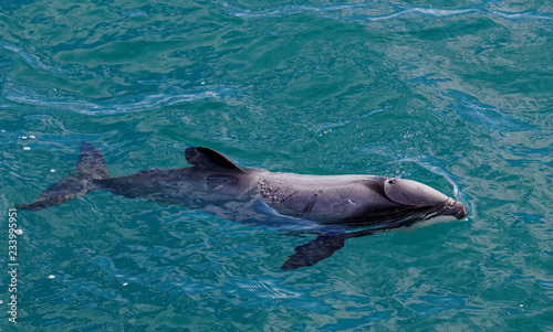 Hectors dolphin  endangered dolphin  New Zealand