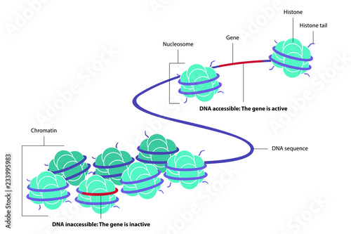 Vector illustration of epigenetics, the study of heritable phenotype changes that do not involve alterations in the DNA sequence. Figure of DNA methylated and acetylated with the eight histones. photo