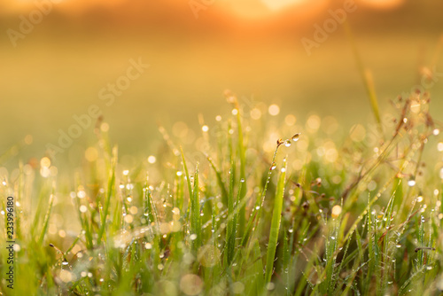 Green grass leaves with dew drop and sunlight in the morning