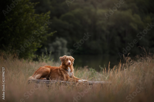 the dog is sitting on the bench. Pet in nature. Autumn mood. Nova Scotia Duck Tolling Retriever, toller photo